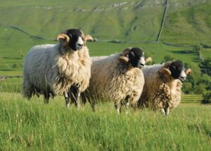 Why Wool? Discover The Benefits Of The Natural Carpet Fibre 