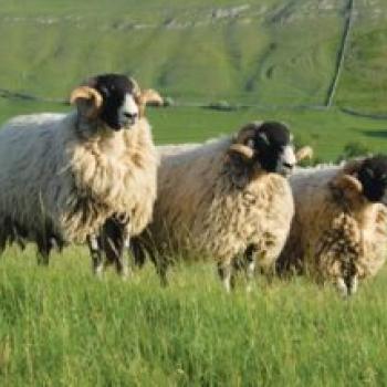 Why Wool? Discover The Benefits Of The Natural Carpet Fibre 